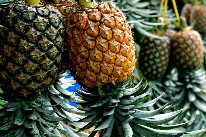 Top 10 pineapple import companies in the United Kingdom