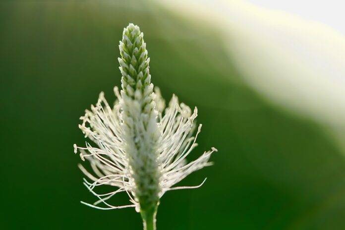 Top 10 plantain producing countries in the world in 2025
