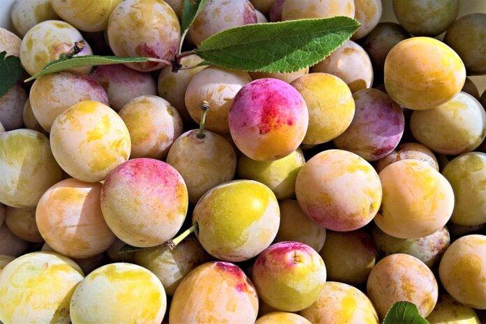 Top 10 plum export companies in Chile