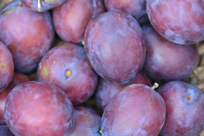 Top 10 plum import companies in Saudi Arabia