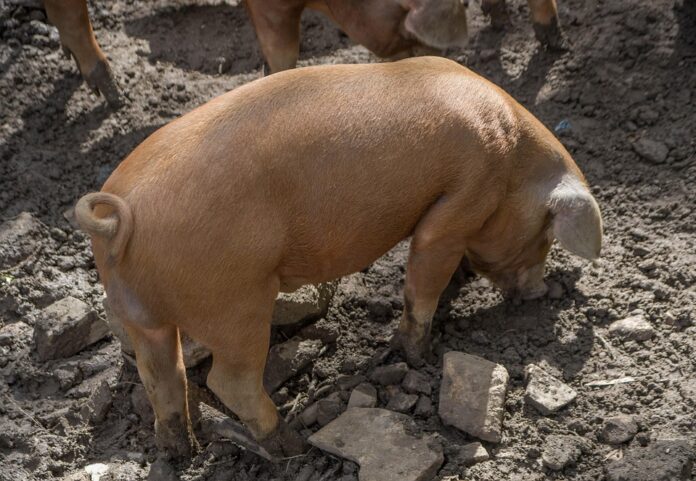 Top 10 pork importers in Germany