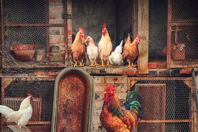 Top 10 poultry importers in Jordan