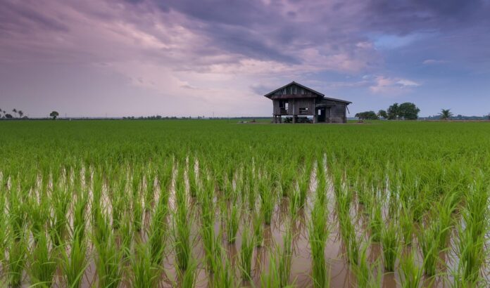 Top 10 rice paddy brands in Myanmar