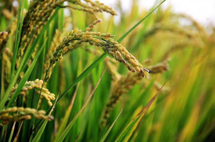 Top 10 rice paddy brands in Thailand