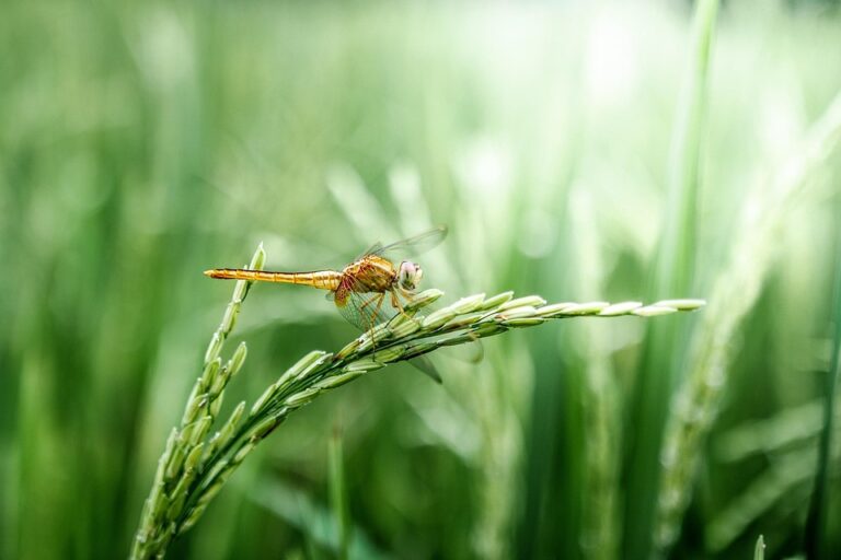 Top 10 rice paddy brands in the United States Top 10 rice paddy brands in the United States