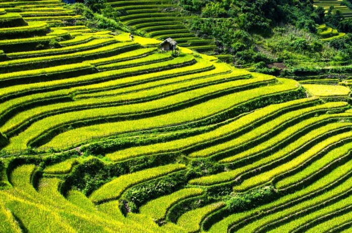 Top 10 rice paddy export companies in Cambodia