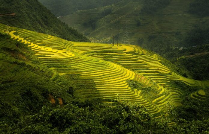 Top 10 rice paddy export companies in Myanmar
