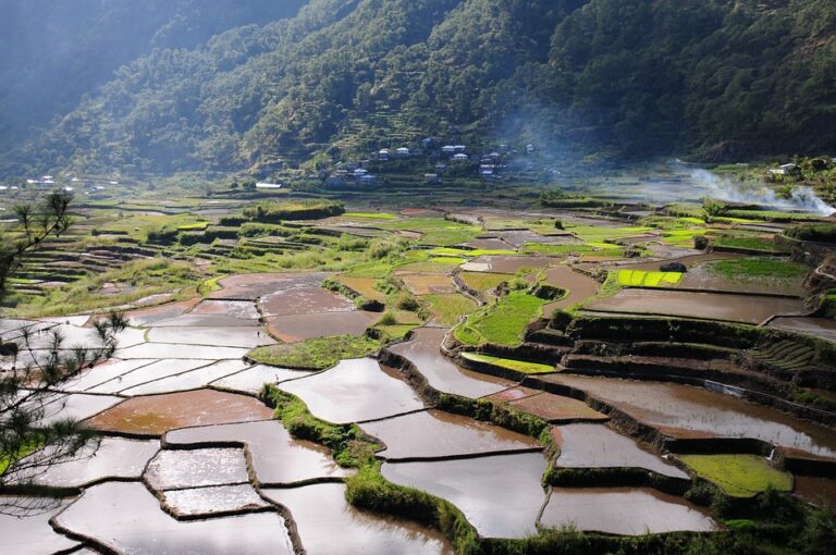 Top 10 rice paddy export companies in Vietnam Top 10 rice paddy export companies in Vietnam