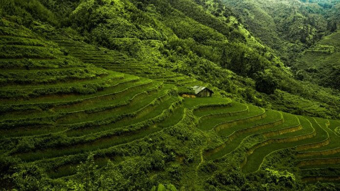 Top 10 rice paddy import companies in Iran