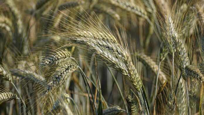 Top 10 rye brands in the United States