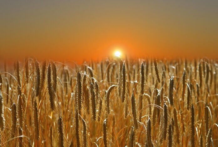 Top 10 rye import companies in Spain