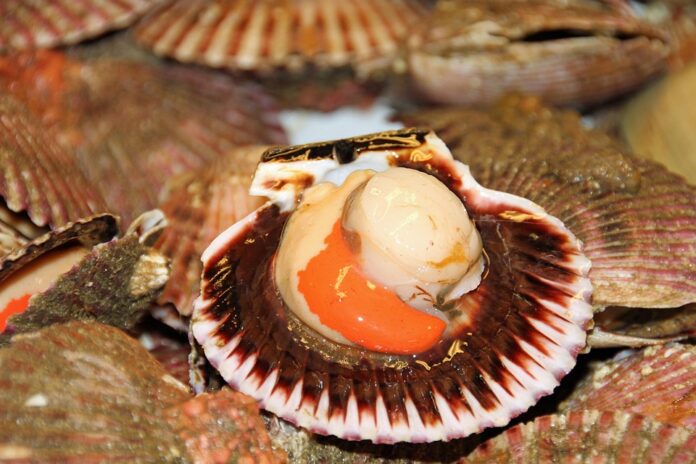 Top 10 scallop export companies in Argentina