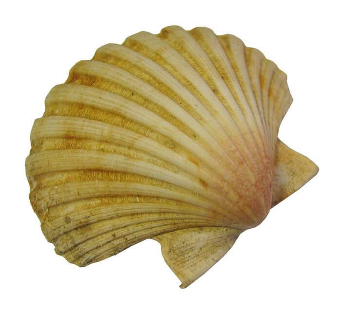Top 10 scallop export companies in France