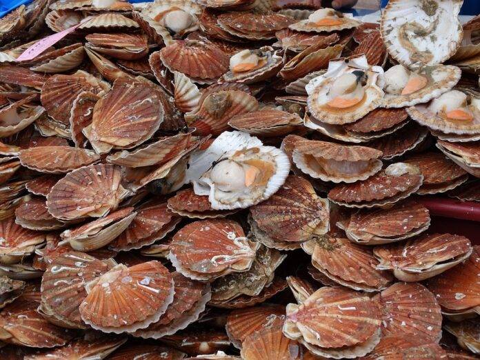 Top 10 scallop import companies in South Korea