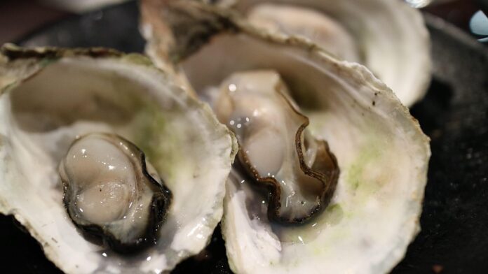 Top 10 scallop producing countries in the world in 2025