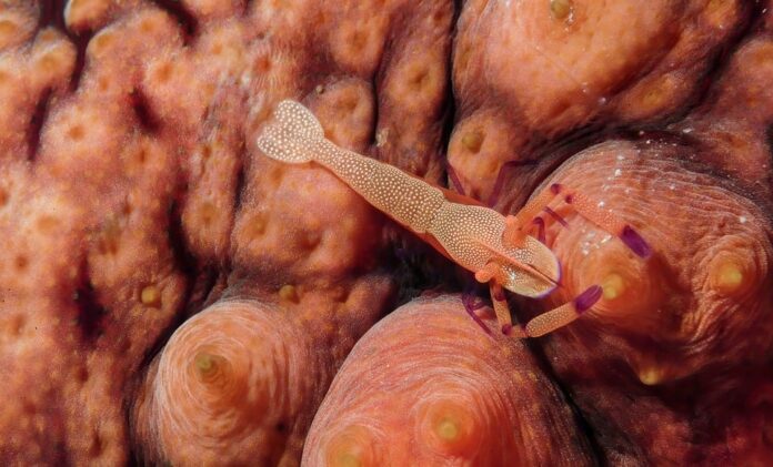 Top 10 sea cucumber import companies in France