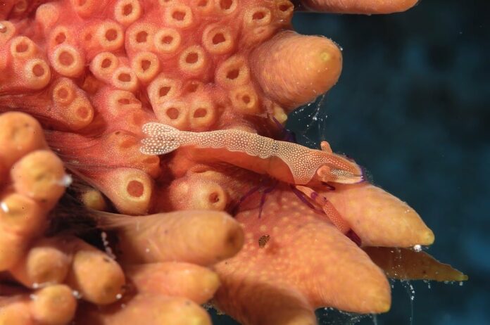 Top 10 sea cucumber importing countries in the world in 2025
