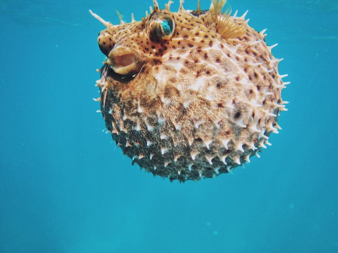 Top 10 sea urchin brands in Russia