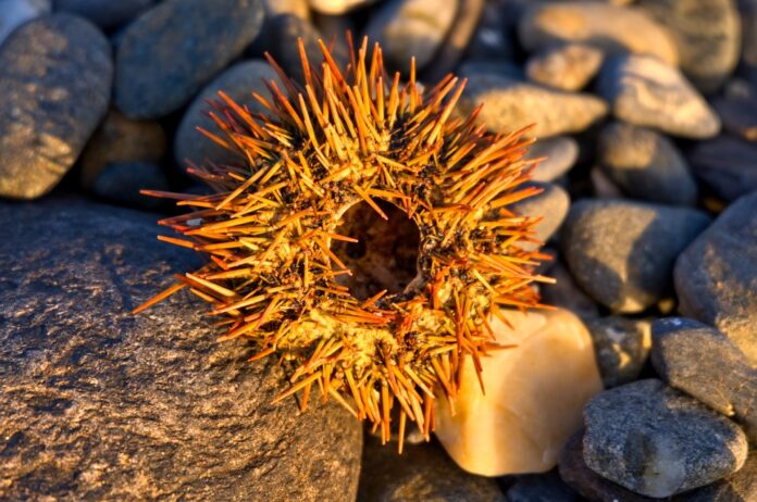 Top 10 sea urchin brands in South Korea