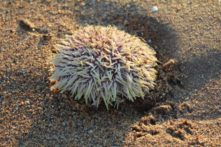 Top 10 sea urchin brands in the United States Top 10 sea urchin brands in the United States