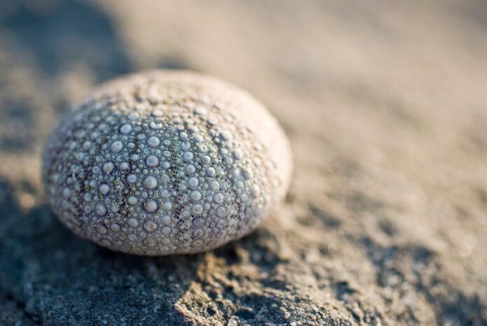 Top 10 sea urchin export companies in Chile