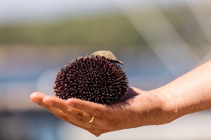 Top 10 sea urchin export companies in Japan