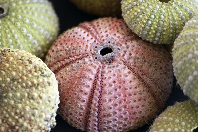 Top 10 sea urchin export companies in South Korea