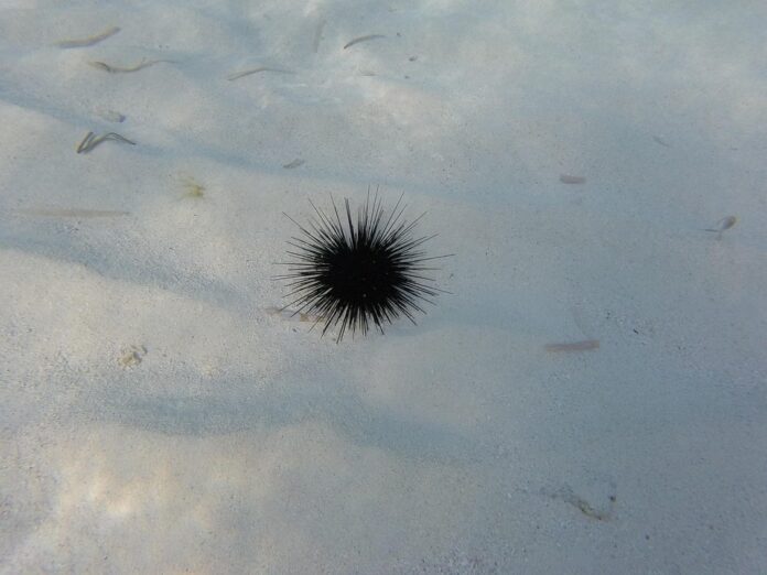 Top 10 sea urchin import companies in France