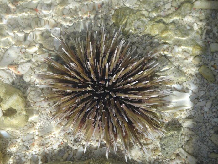 Top 10 sea urchin import companies in Spain