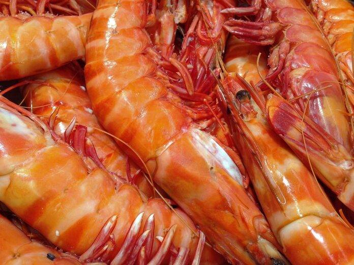 Top 10 shrimp import companies in Germany