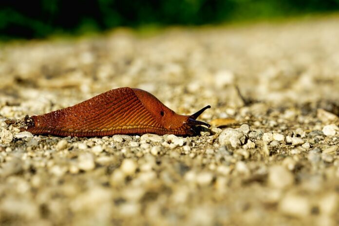 Top 10 snail import companies in Germany
