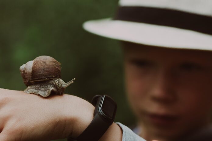 Top 10 snail import companies in Italy