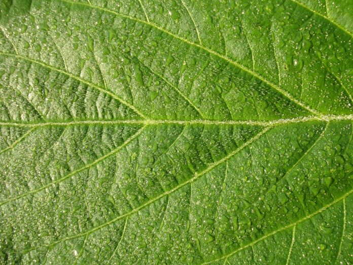 Top 10 soybean brands in Argentina