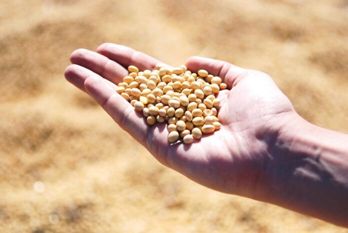 Top 10 soybean brands in Ukraine