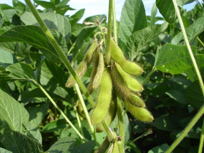 Top 10 soybean export companies in Paraguay