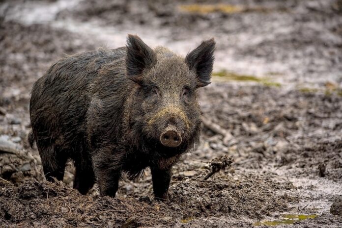 Top 10 swine export companies in Spain