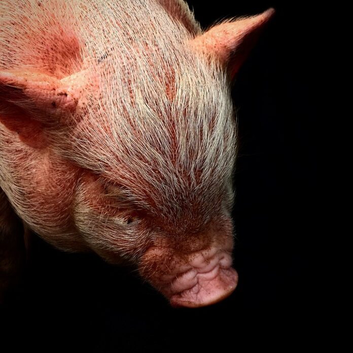 Top 10 swine meat brands in Japan