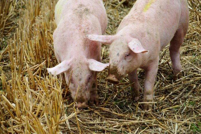Top 10 swine meat brands in Mexico