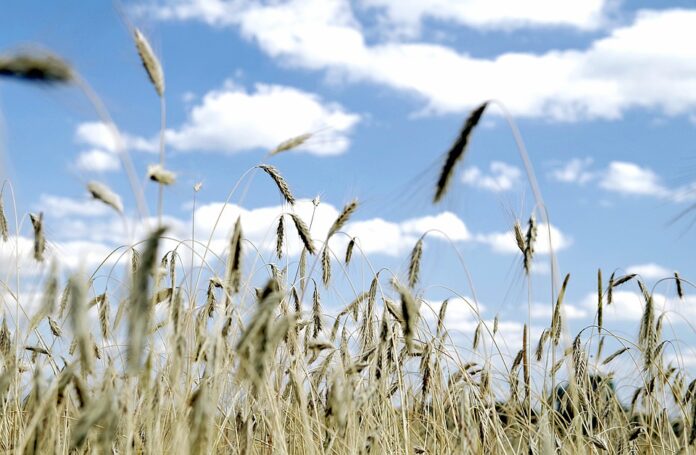 Top 10 triticale brands in France