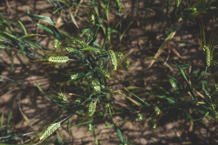 Top 10 triticale brands in Germany