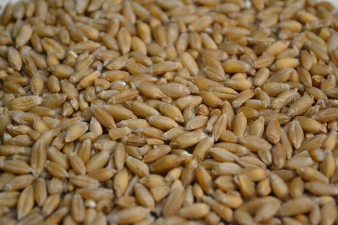 Top 10 triticale brands in Spain