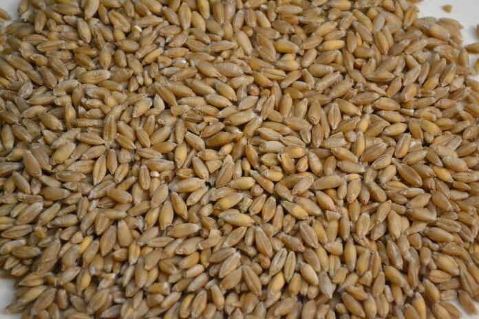 Top 10 triticale export companies in Poland
