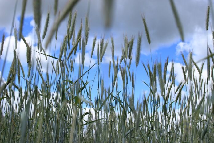 Top 10 triticale import companies in Germany