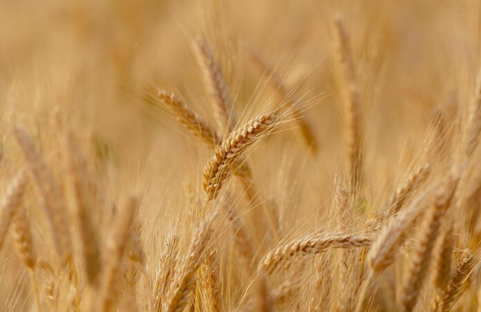 Top 10 wheat export companies in Ukraine
