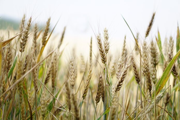 Top 10 wheat import companies in South Korea