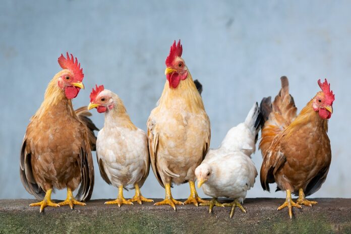 Top chicken cuts traded in global export and import markets