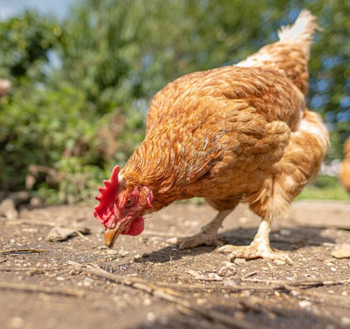 Top poultry genetics companies shaping global breeding programs