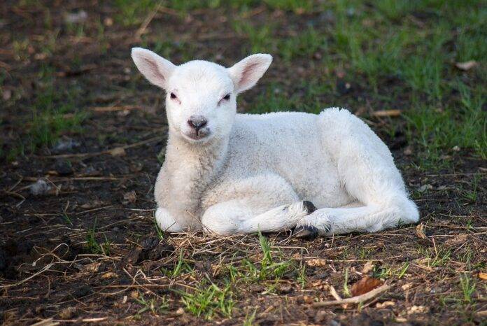 Trends in Lamb Breeding Genetics and Sustainable Flock Management