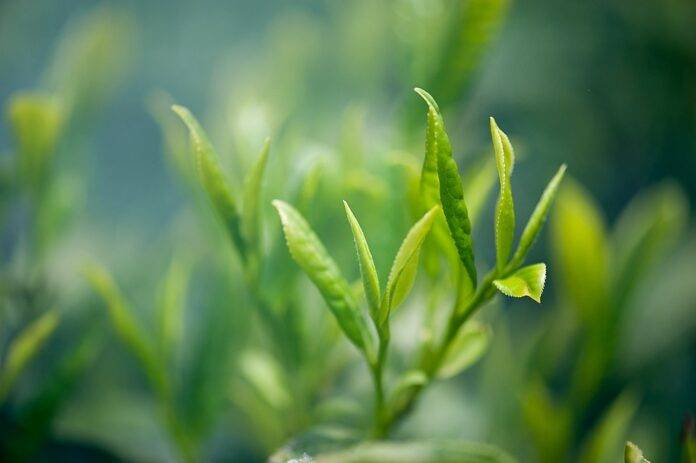 Why unsweetened green tea appeals to health conscious consumers