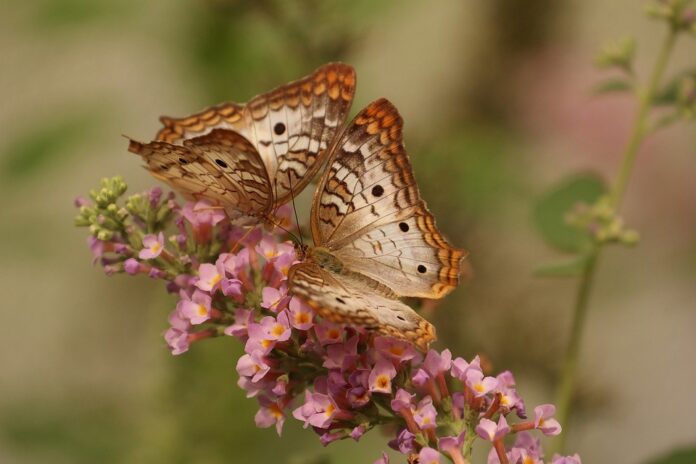 Top 10 insect based pet food producers in the United Kingdom